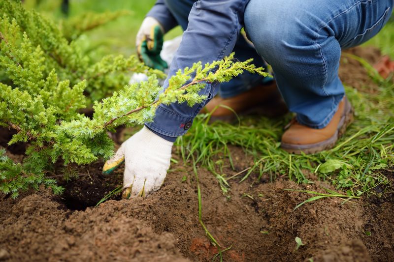 Tree Planting Services